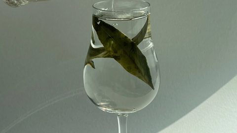 커피대신 허브티 추천
